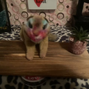 avatar of the starter