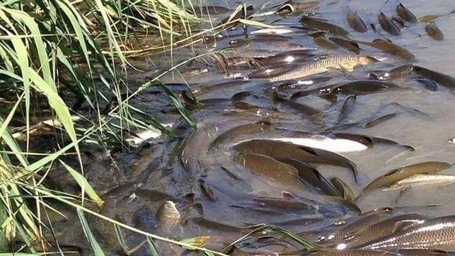 Se multiplican los niveles de amonio en el Henares