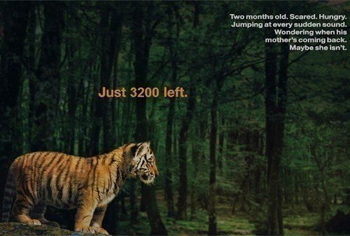 Petition · You the people Tigers being killed from