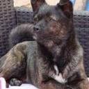 avatar of the starter