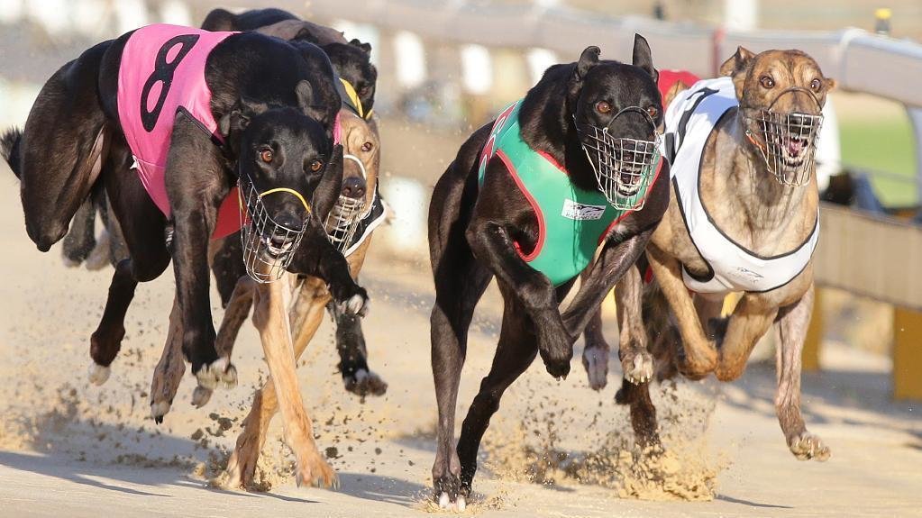 Greyhound Results Australia Greyhound Results Australia