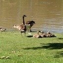 avatar of the starter