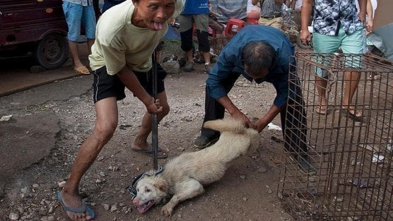 Chinese Restaurant Dog Meat New York Chinese Restaurant Dog Meat New York