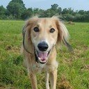 avatar of the starter