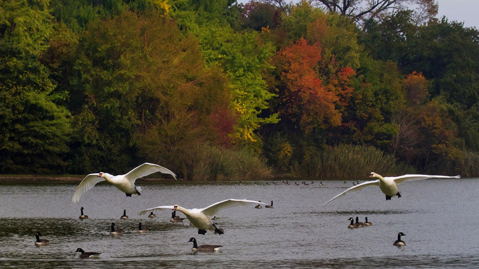 Petition · Protect New York's Mute Swans! ·