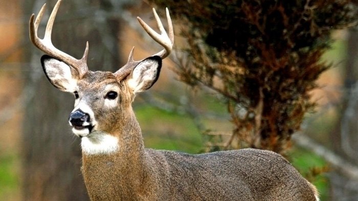 How To Get Easy Money >> Petition · Mndnr.gov: Move MN deer gun seasons back ... How To Get Easy Money >> Petition · Mndnr.gov: Move MN deer gun seasons back ...