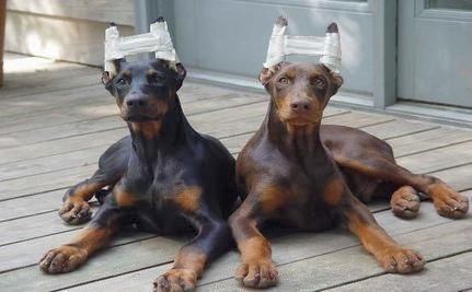 Cropping A Dog S Ears Ages Cropping A Dog S Ears Ages