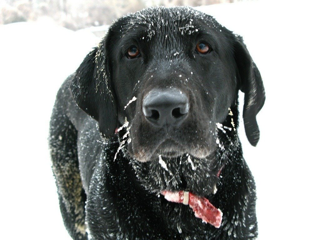 Petition Create A Stricter Definition For A Companion Animal s shelter In Ohio Law 959 131 