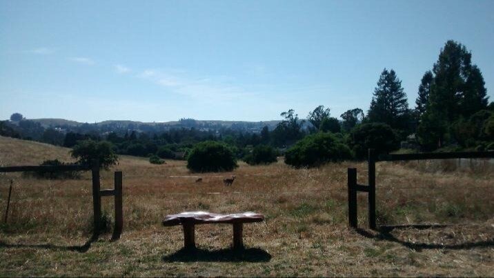 Reinstate Zoom (virtual) Access & Comments - City of Petaluma government meetings