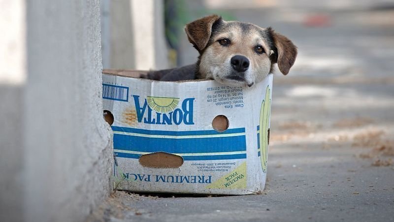 cost of neutering a petition 183 american veterinary association lower the cost of neutering and cost of neutering a petition 183 american veterinary association lower the cost of neutering and