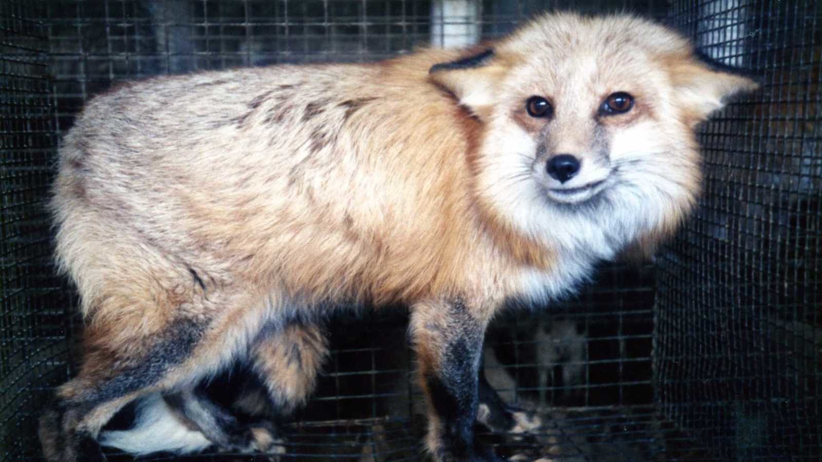 Petition · Nordstrom Say No to Cruelty, Stop Selling Fur ·