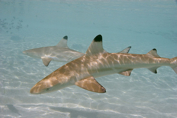 Shark fin option trade