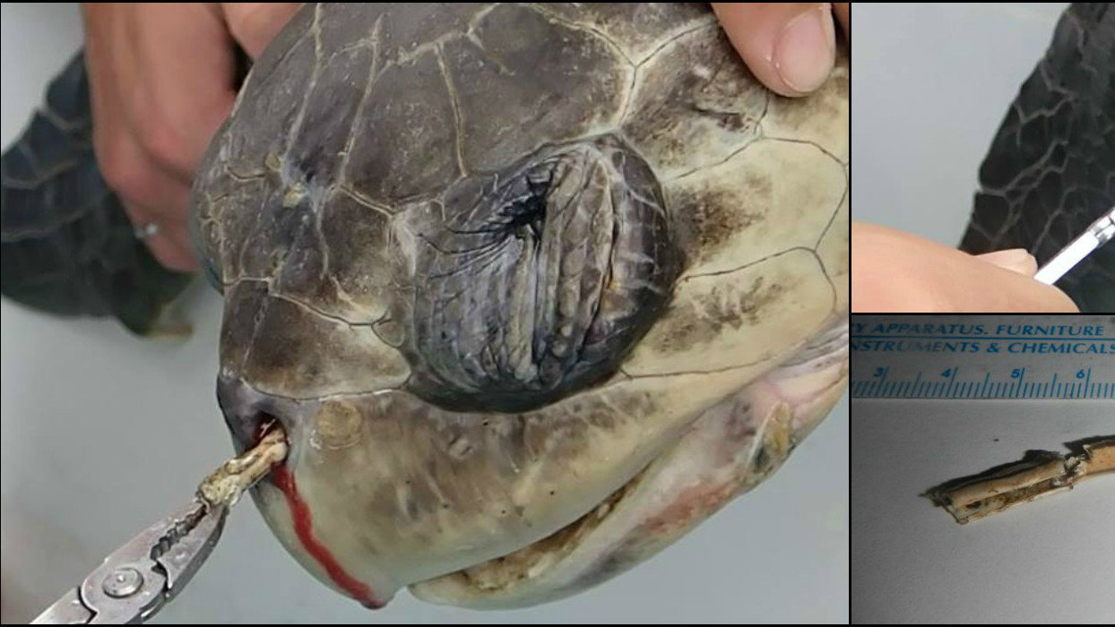 Petition · The Senate Ban single use Plastic Straws in Australia to