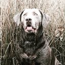 avatar of the starter