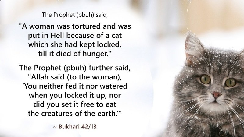 Prophet Muhammad ( PBUH) Concerning the Treatment of Animals
