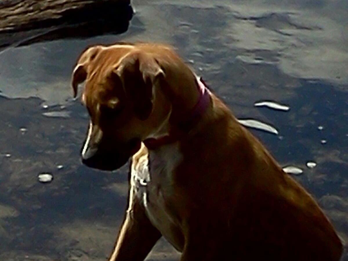 Petition · Sergeant’s Pet Care Products, Inc. Pull Sentry Pro Flea