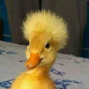 avatar of the starter