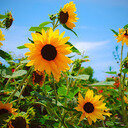 avatar of the starter