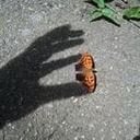 avatar of the starter