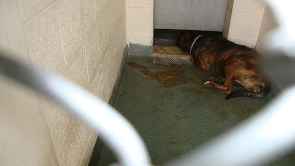 miami dade shelter petition 183 change the horrible conditions at the miami dade animal services shelter miami dade shelter petition 183 change the horrible conditions at the miami dade animal services shelter