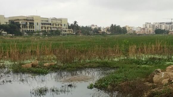 Polluted lake