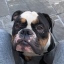 avatar of the starter