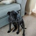 avatar of the starter