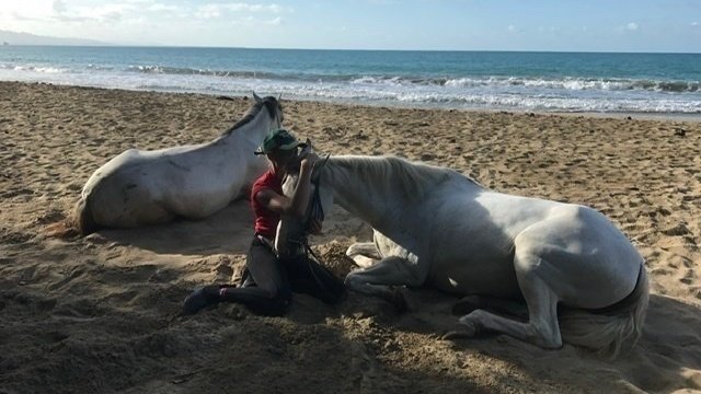 COVID-19 Help Rescue Horses in Costa Rica