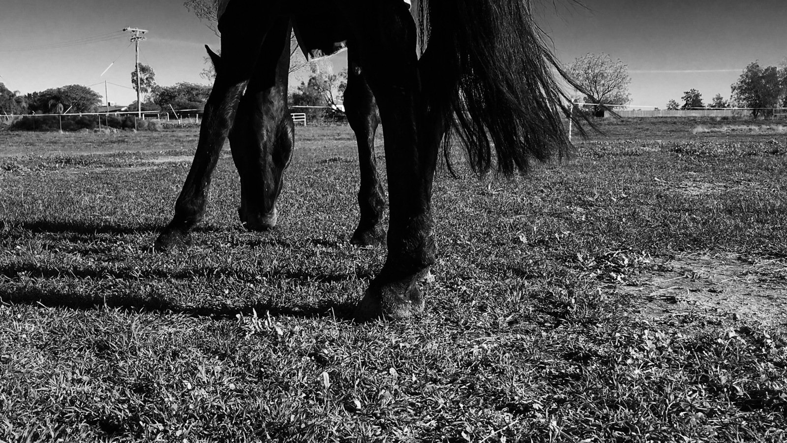 Petition · Agriculture society Ban fireworks around livestock ·