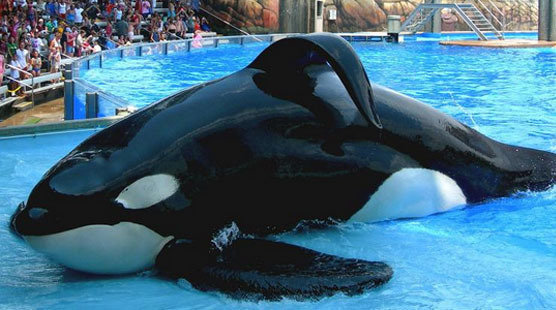 Petition · SeaWorld Please free Tilikum and your other