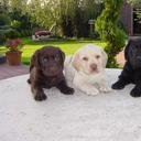 avatar of the starter