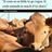 rashmi Dagar shared via Copy