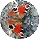 avatar of the starter