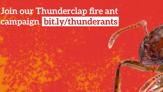 Countdown on for fire ants