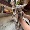 avatar of the starter