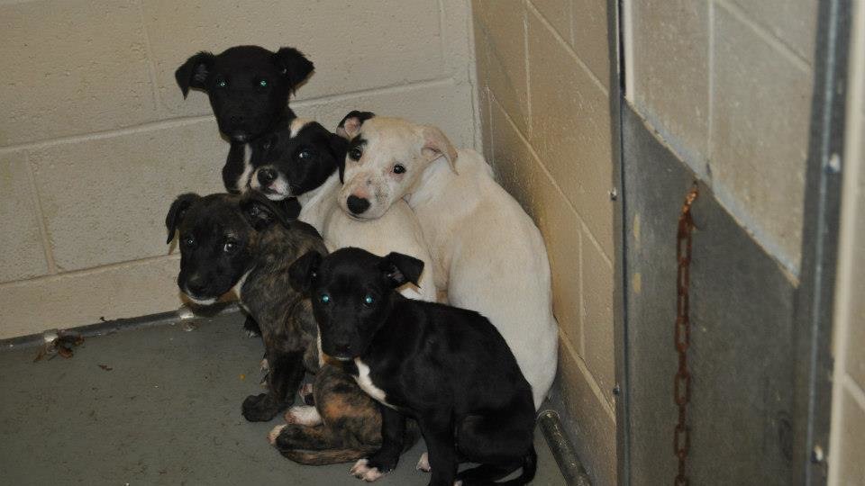 Petition · Ban heartstick killing of shelterpets in all