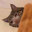 avatar of the starter