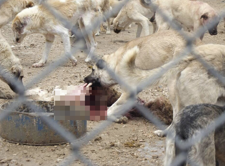 Petition · NİĞDE BARINAĞI�NDAKİ VAHŞETE DUR DİYORUZ! ·