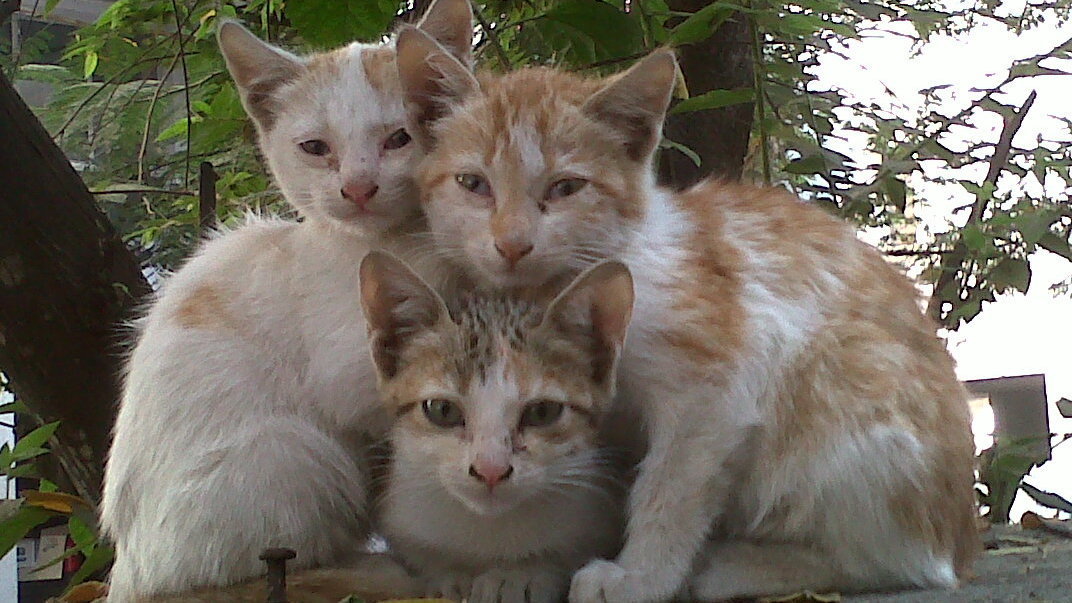 Petition · Make safe shelters for street cats in Serbia
