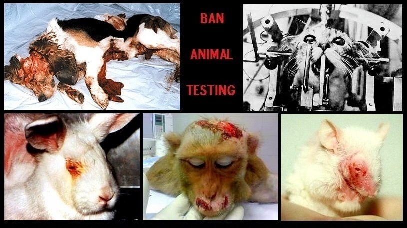 Petition · Ban Cosmetic Testing on Animals ·