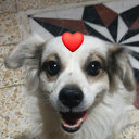 avatar of the starter