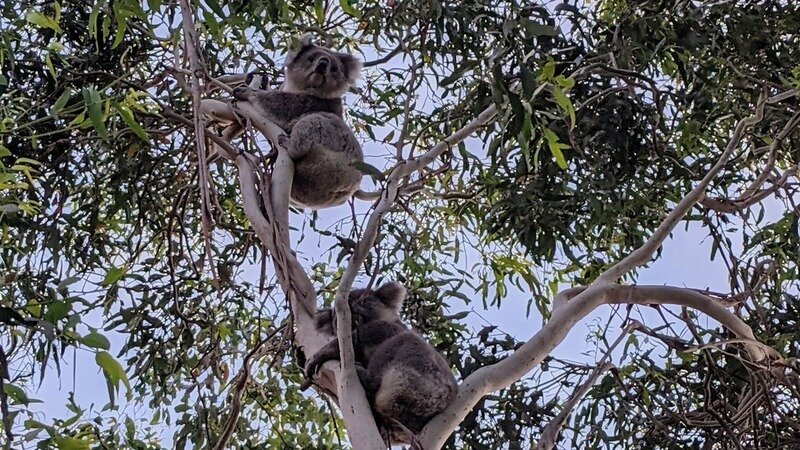 Save our koalas: reduce speed limit on Inverloch–Venus Bay Road