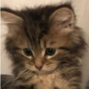 avatar of the starter