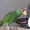 avatar of the starter