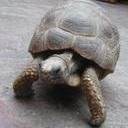 avatar of the starter