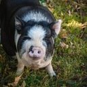 avatar of the starter