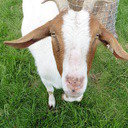 avatar of the starter