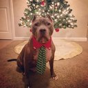 avatar of the starter