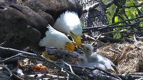 Petition · Act to Conserve Active Bald Eagle Nest in Eagle, Idaho