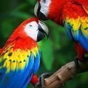 avatar of the starter